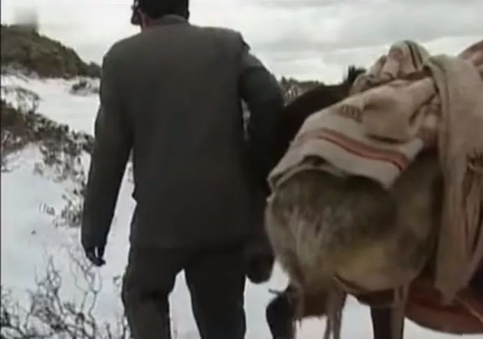 胡歌原型是什么人,胡歌夏伯渝同一天登上珠峰