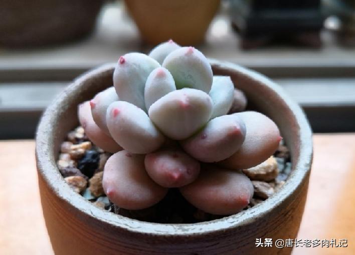 多肉僵苗怎么处理才能快速生长,多肉有新根为什么还是僵苗