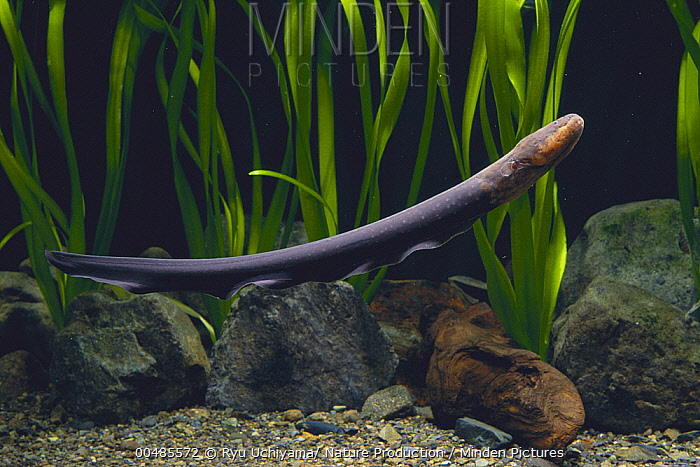 冷门高端观赏鱼有哪些鱼,比较好养的冷门观赏鱼小鱼