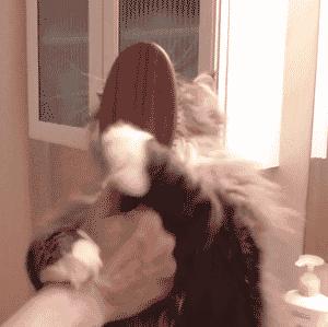 夏天猫咪中暑视频,炎炎夏日猫咪应该怎么安全度过