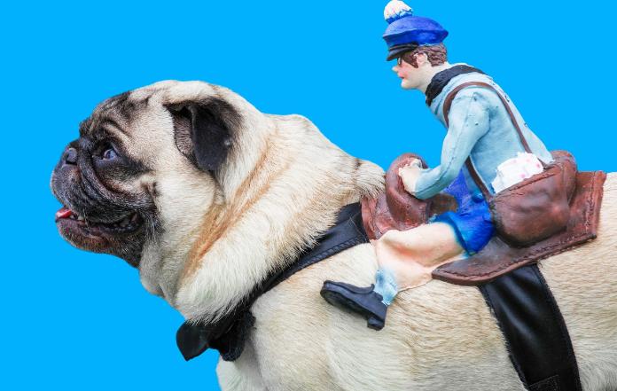 巴哥犬多少钱一只法斗,想买一只成年巴哥犬