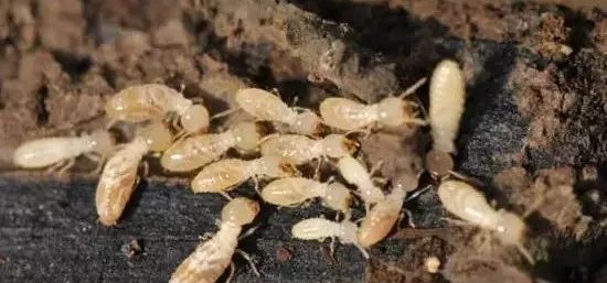 杀灭地下害虫这里有10种绝招,地下害虫最佳灭虫方法