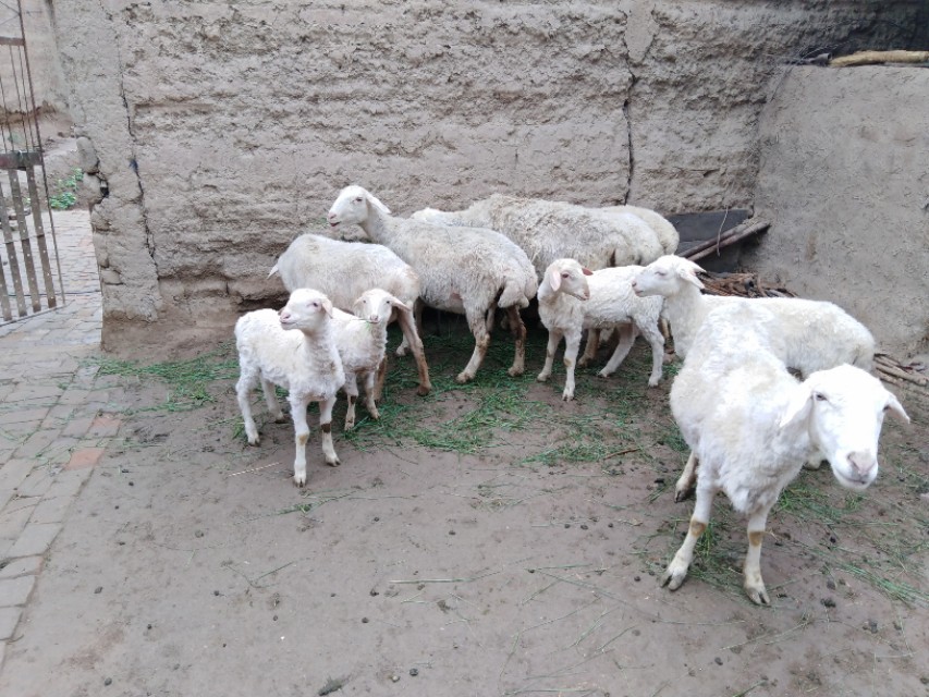 羊驱虫药有哪些,羊的万能驱虫药养羊手册