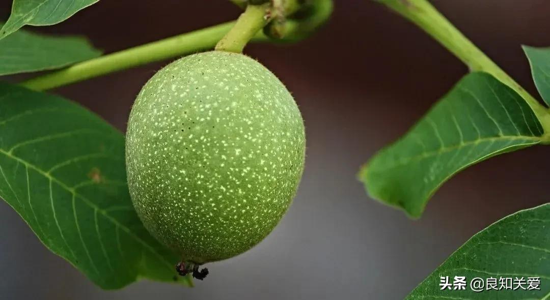 哪几种坚果对心脏健脑有好处,哪些坚果抗癌防血栓