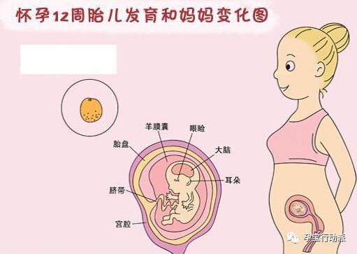 孕期周刊，第十二周