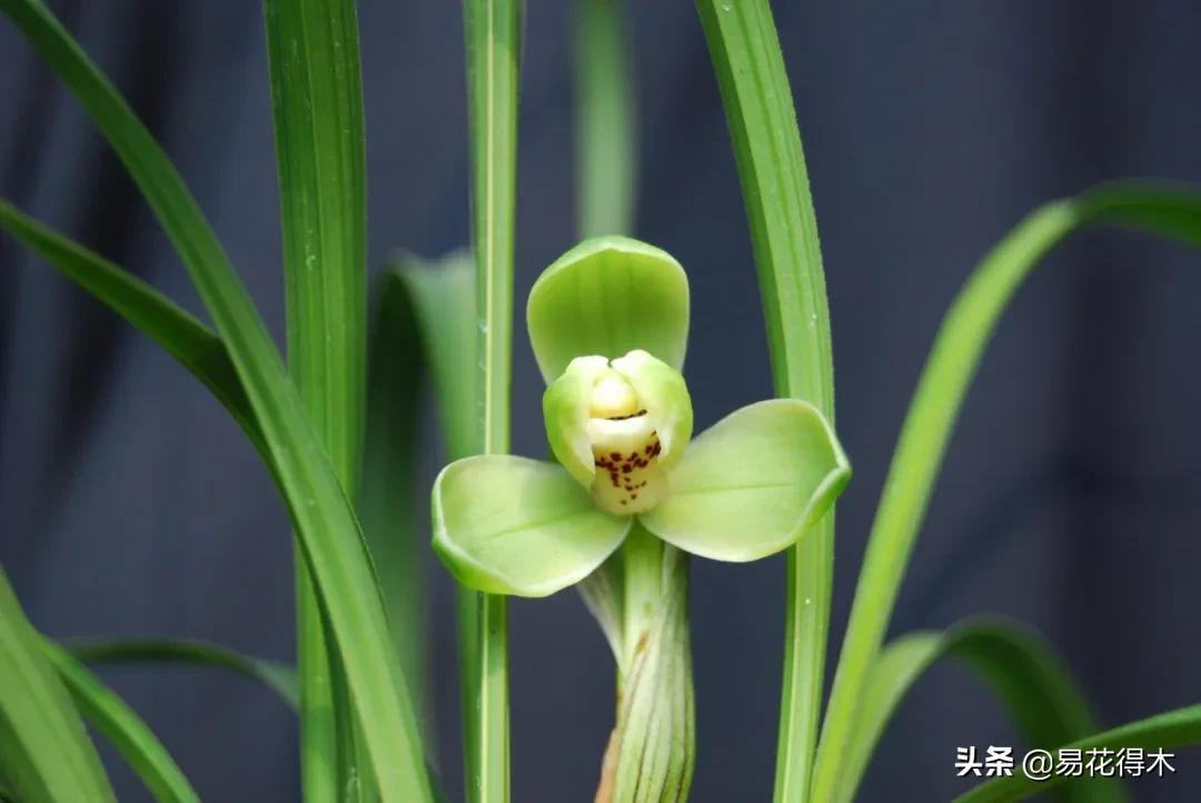 兰花原种老苗是什么,兰花组培和原种有什么区别