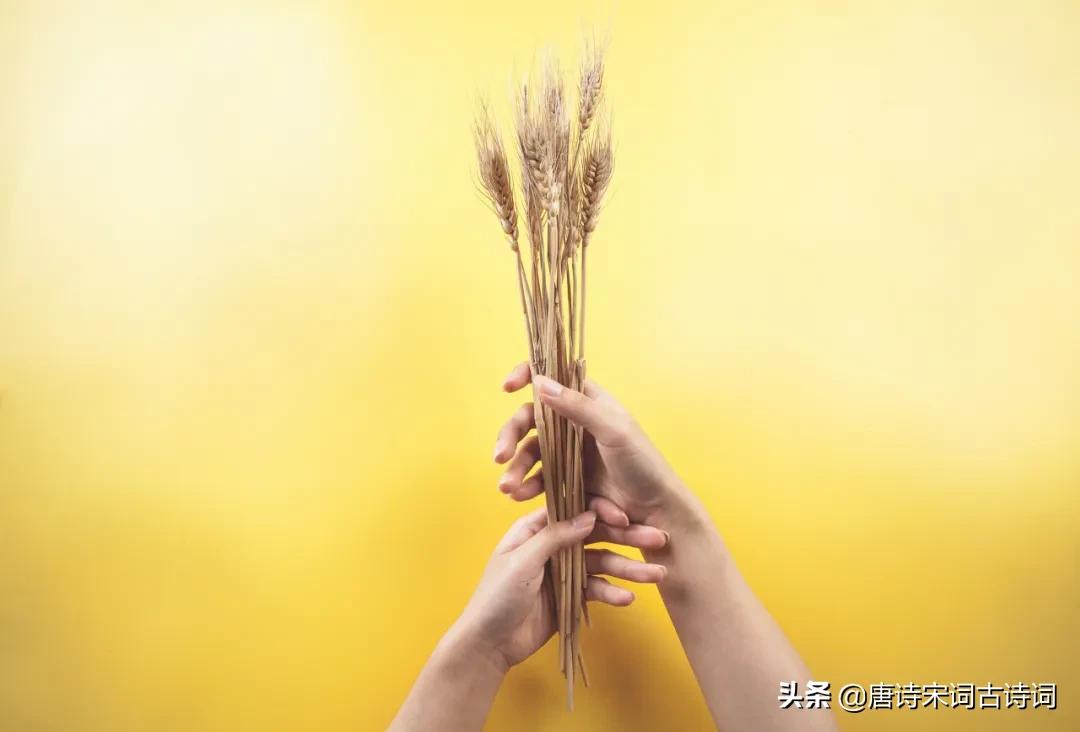 处暑译文吕本中,处暑吕本中朗诵