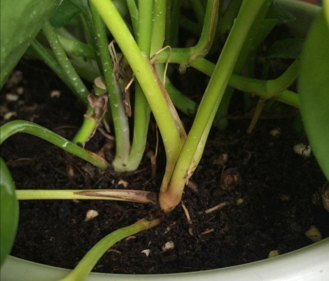 绿萝不长藤怎么办,绿萝不长叶的枝怎么处理