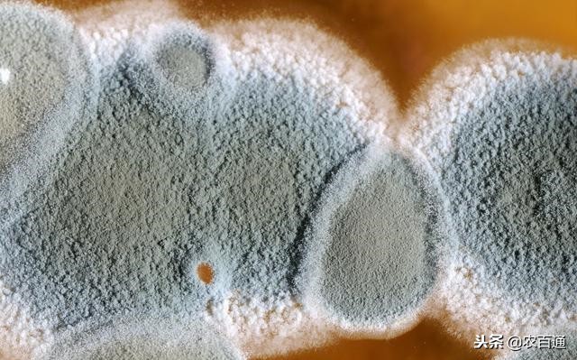 养殖正宗散养土鸡赚钱吗,容城散养土鸡养殖联系电话