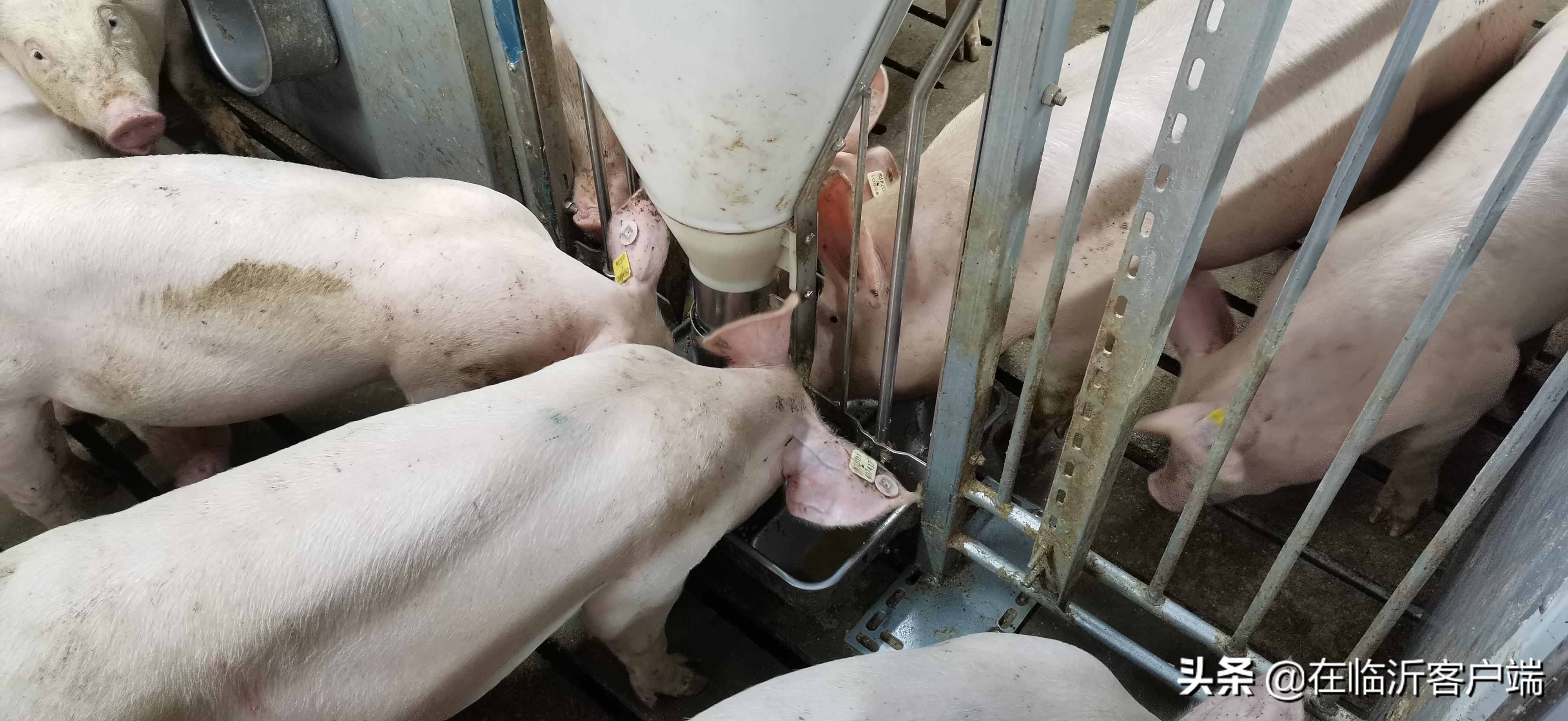 猪命贵！涨价的背后：生猪养殖行业的利润史无前例，屠宰企业赔钱来满足市场供应，屠宰一头猪赔100元左右