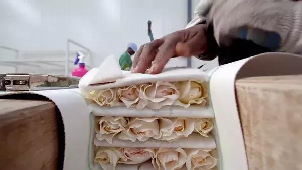 世界最大鲜花市场的销售全过程,全球最大的鲜花交易市场排名第一