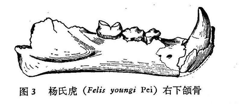 狮子能吃掉老虎和豹子吗,古人认为狮子能吃老虎吗