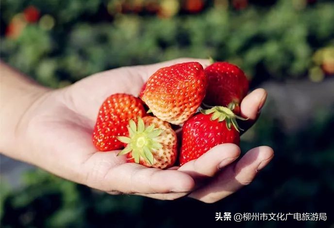 柳州草莓采摘园附近最近地方,柳州附近摘草莓好玩的地方