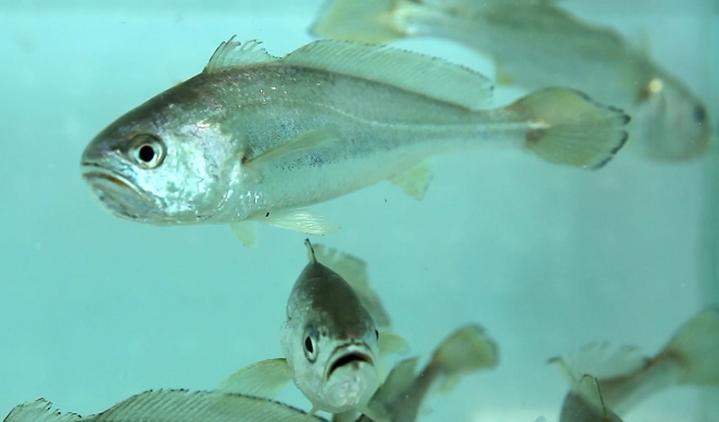 渔民捕到人工放流大黄鱼,渔民捕获1条4.8斤大黄鱼