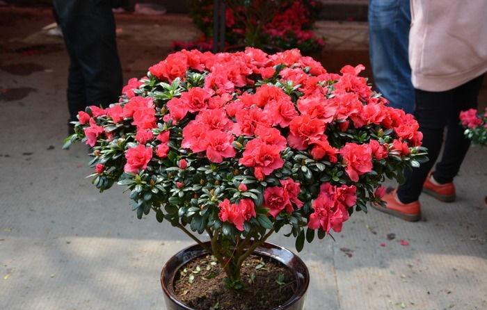 杜鹃长得不茂盛怎么办,杜鹃养花知识技巧和方法