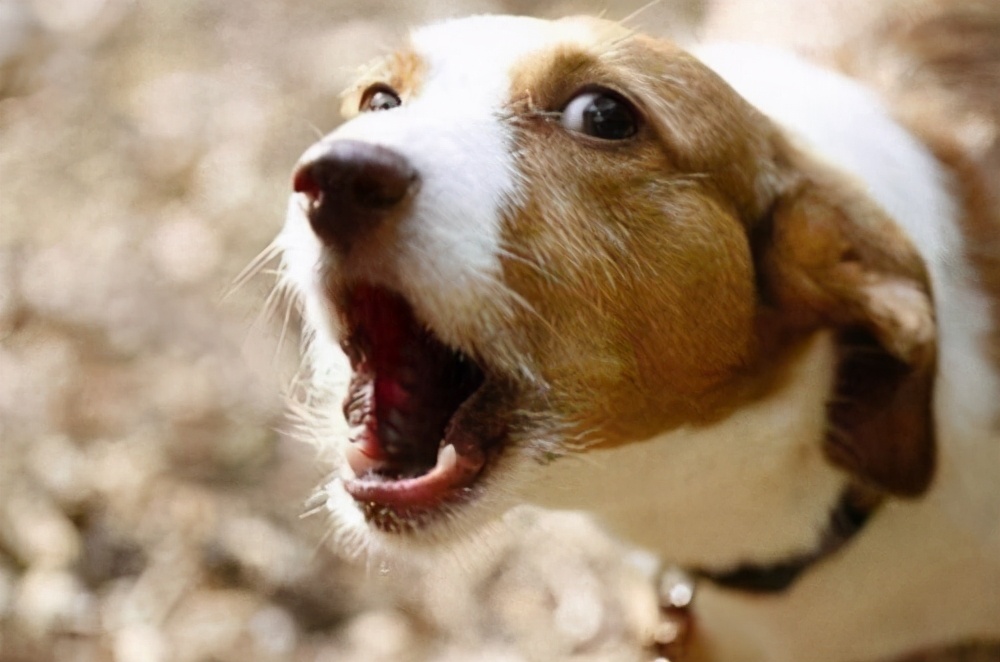 狗想让主人知道的十件事,狗狗想念主人的六件事