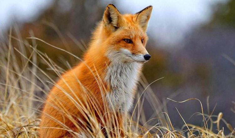 哪些野生动物会携带病毒呢,哪些野生动物含病毒