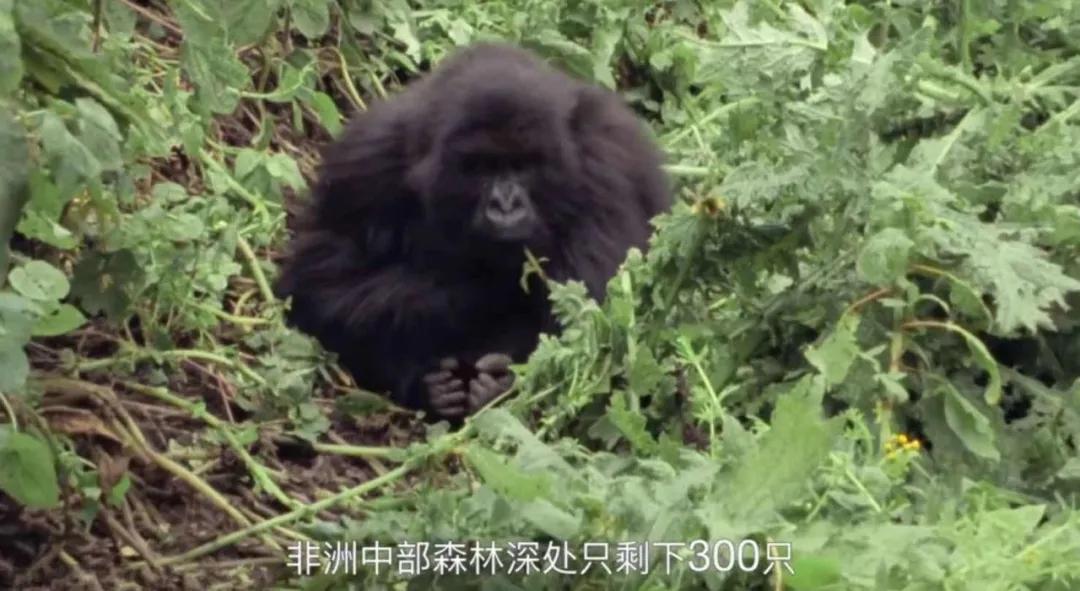 豆瓣2.5分神作,豆瓣9.5分的神作不该如此小众