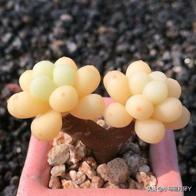 动物成语大集锦，和孩子们来场动物成语飞花令