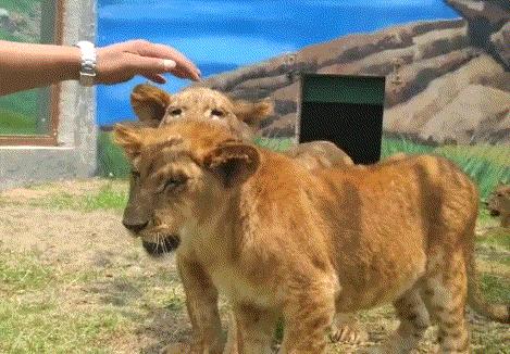 去南京金牛湖野生动物王国堵车吗,南京金牛湖野生动物王国最新活动