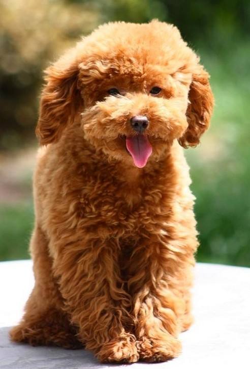 养泰迪的禁忌,泰迪不能吃哪些食物