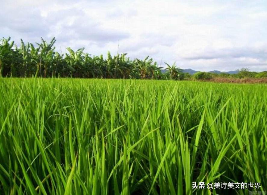 知我者谓我心忧前两句,知我者谓我心忧意思是