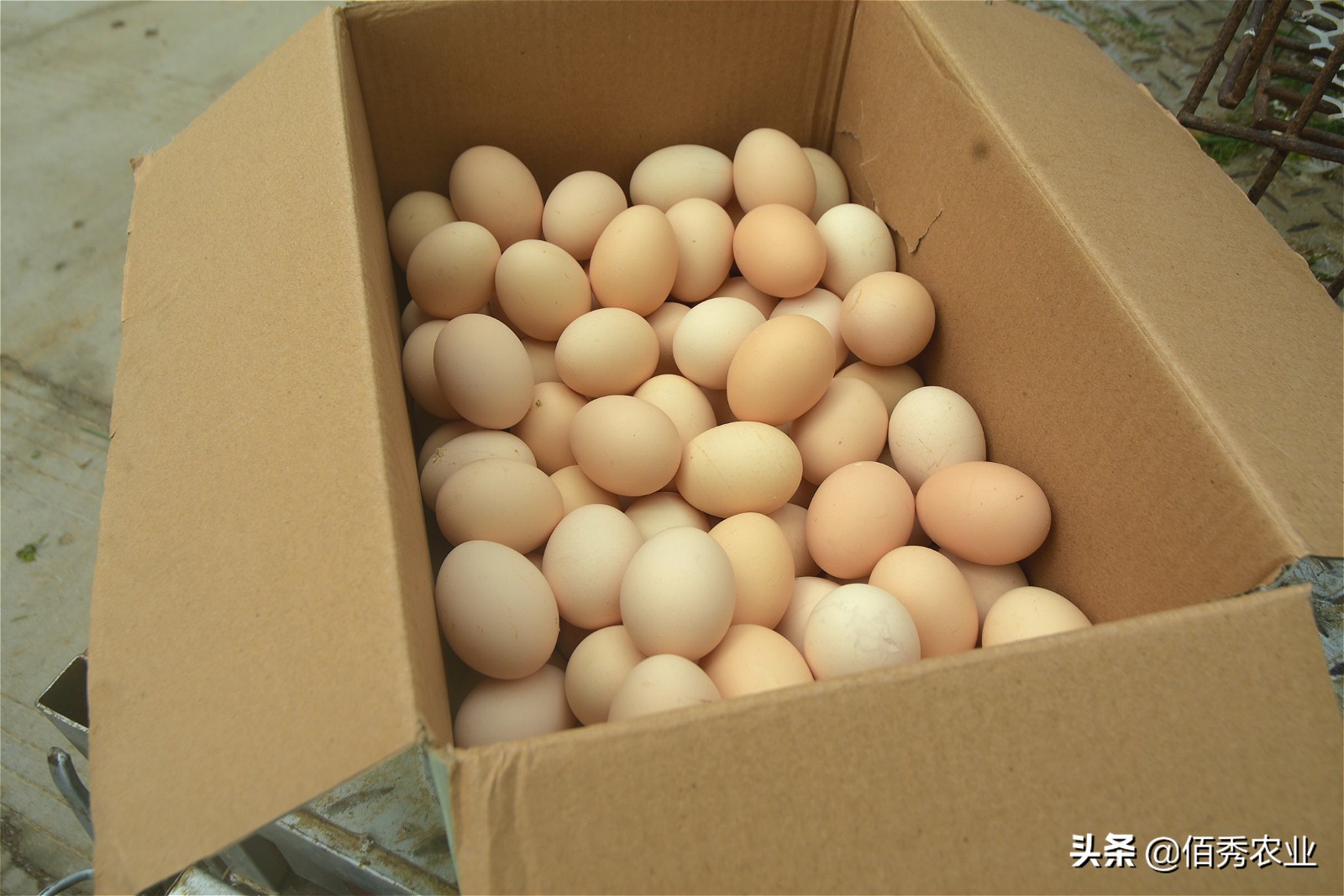 农村大叔养鸡150元一斤,农村大叔卖60元一斤