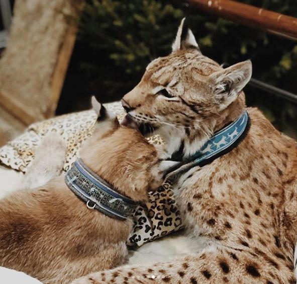 想养猫又怕被猫抓,俄罗斯养猞猁