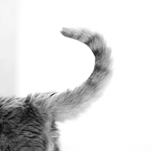 拽猫尾巴会导致拉稀么,为什么拽猫咪的后背毛会抖动