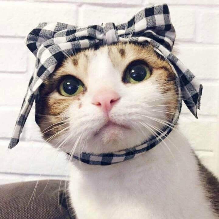 30条新手养猫注意事项铲屎官必看,铲屎官最容易忽略的五点养猫常识