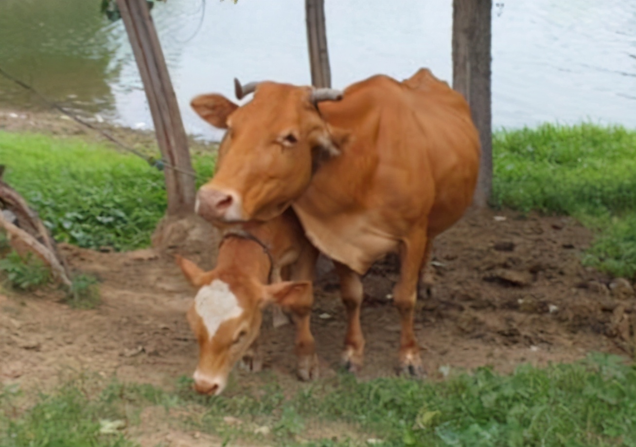 母牛三个月流产后母牛有什么反应,母牛流产后怎么护理