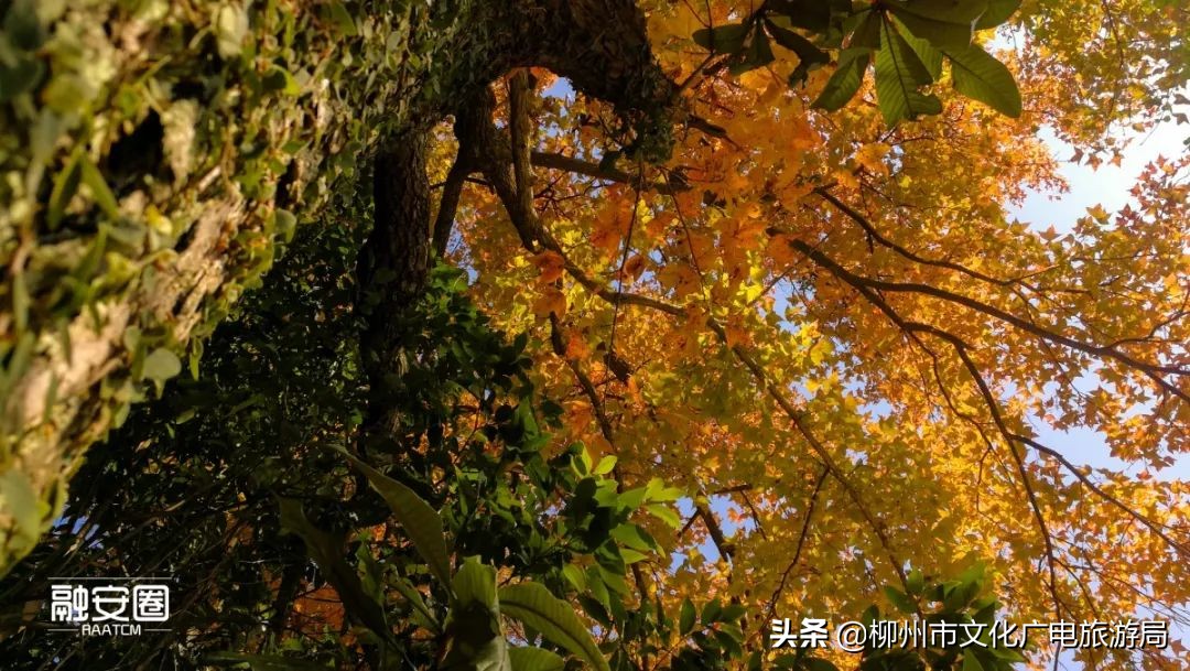 融安风景最好看的地方,融安十大游玩景点