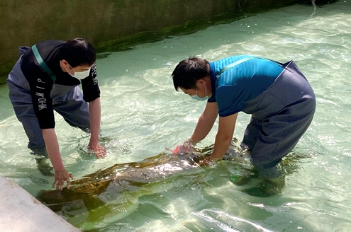鱼中长者，从一亿三千万年到今天