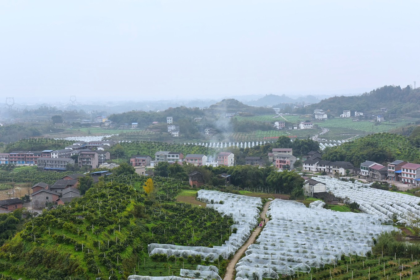 重庆市忠县柑橘园,柑橘之乡忠县