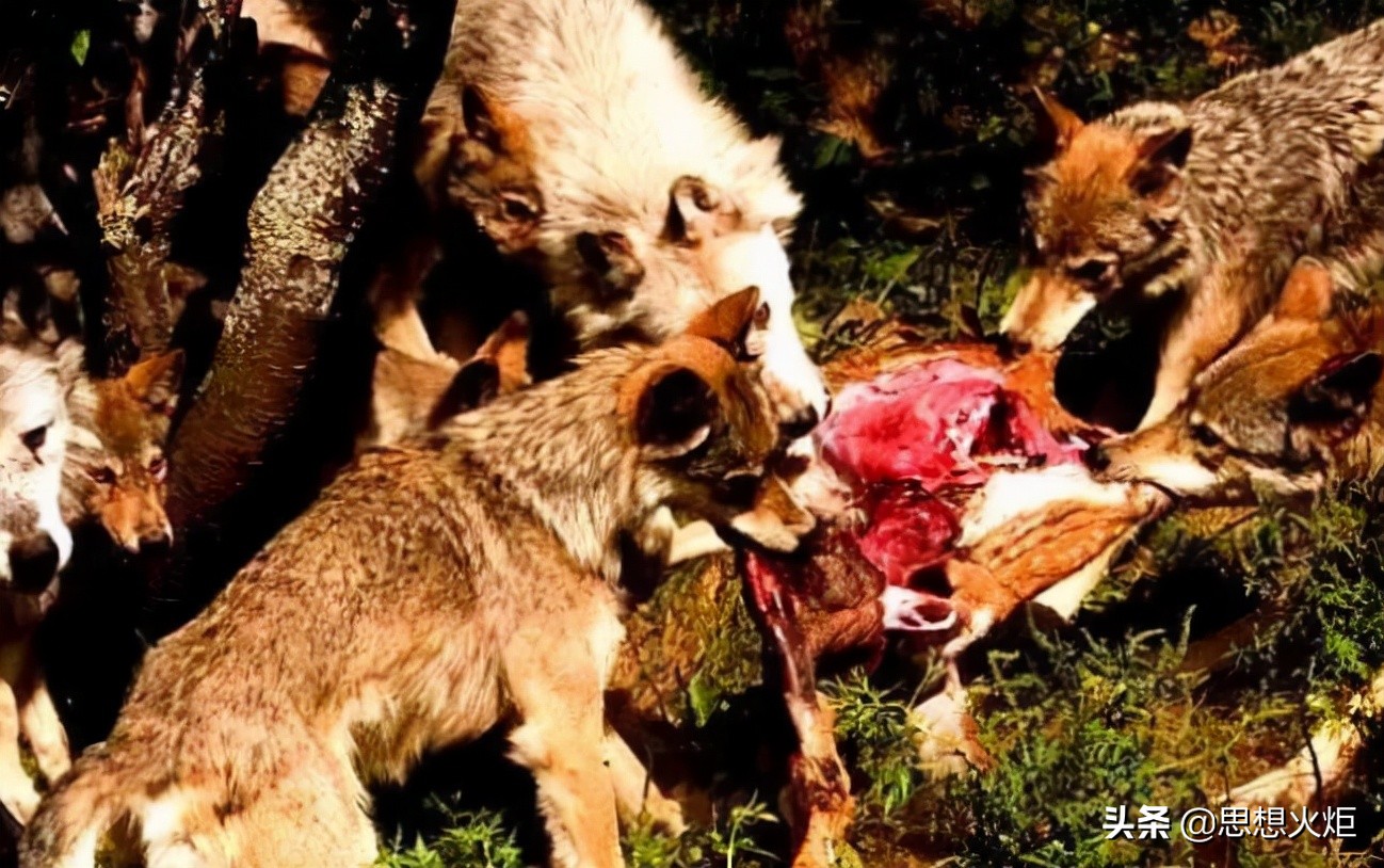 不应忘记的战争第二十六章,千万不要忘了战争惨痛的历史