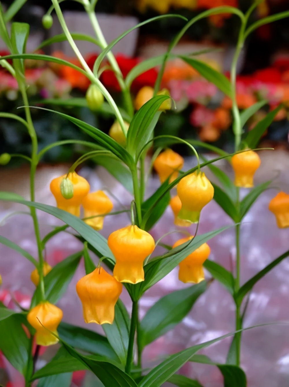 这几种花卉,冬天在家养上几盆,高端大气上档次