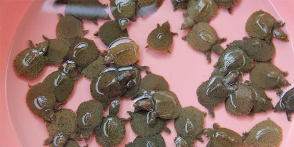 养鱼混养注意事项大全图解,新手养鱼混养推荐