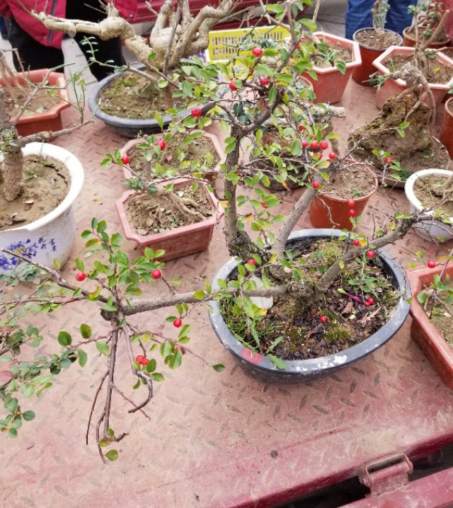 平枝栒子产地,最近卖平枝栒子