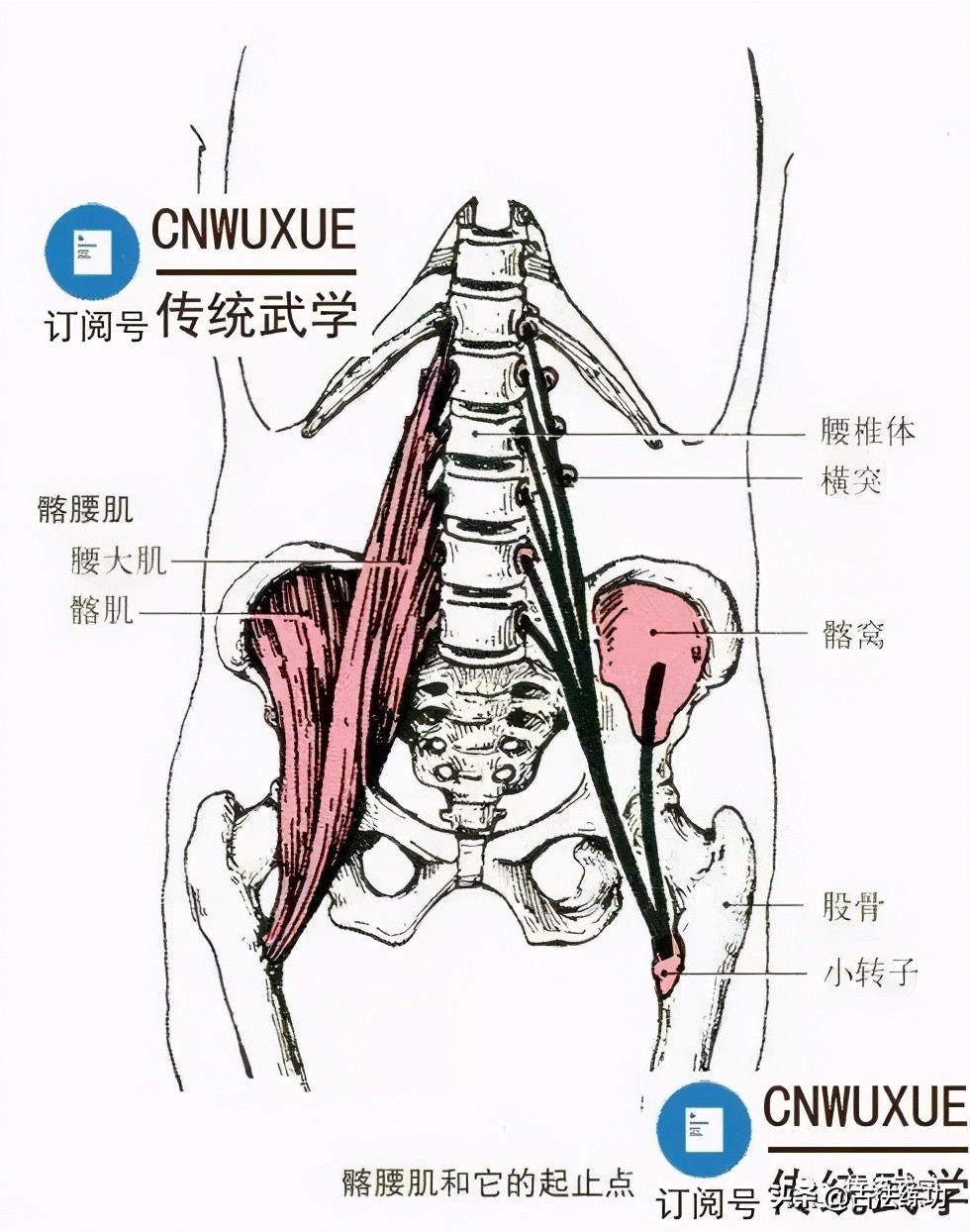 髋关节矫正,如何保护髋关节