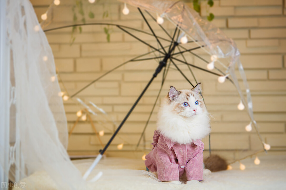 猫咪瘦是什么原因,猫咪太瘦了怎么办