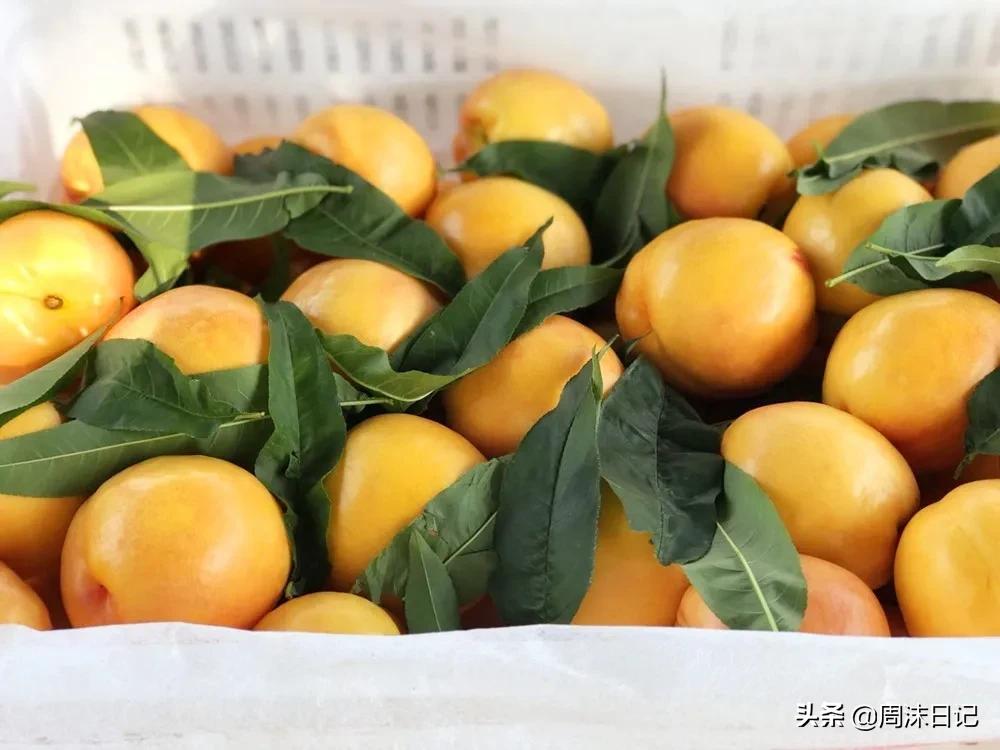 沂蒙山黄油桃4.5斤,早熟的黄油桃