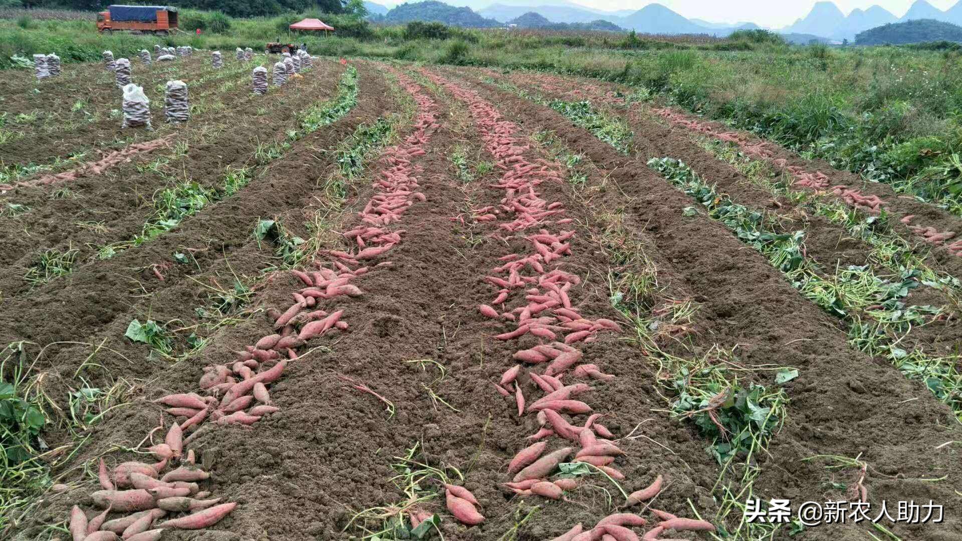 红薯象鼻虫特效药,红薯如何防止长猪儿虫