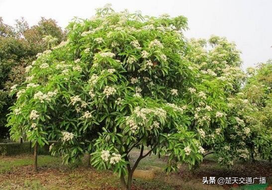 石楠花又开了,石楠花春天