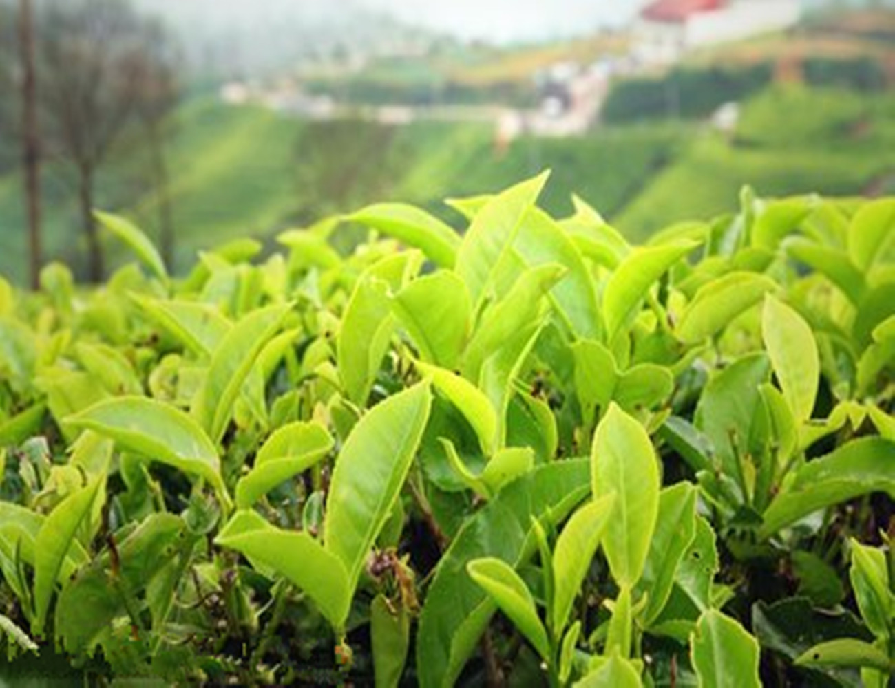 非洲红茶,肯尼亚红茶