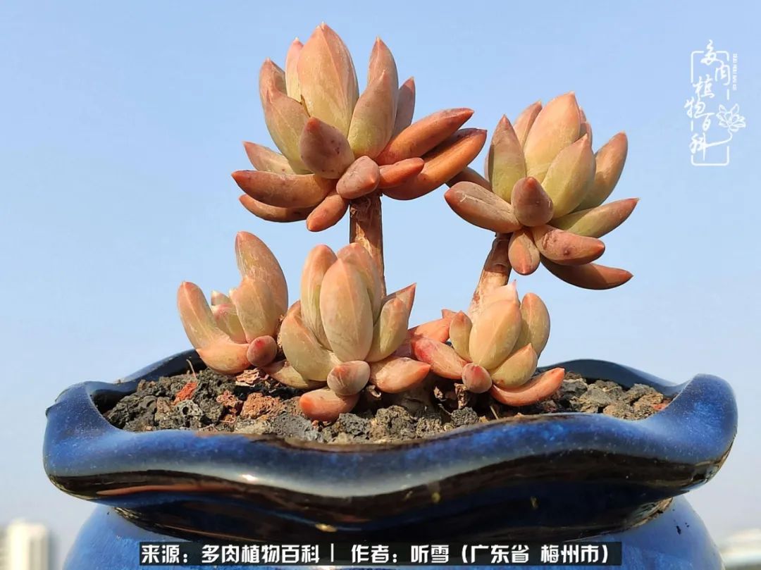 爱上多肉精致生活,爱上多肉我们的减压法宝