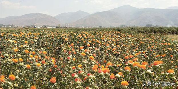 明明是黄色的车牌为什么叫蓝牌,明明是紫色的花为啥还叫蓝花楹