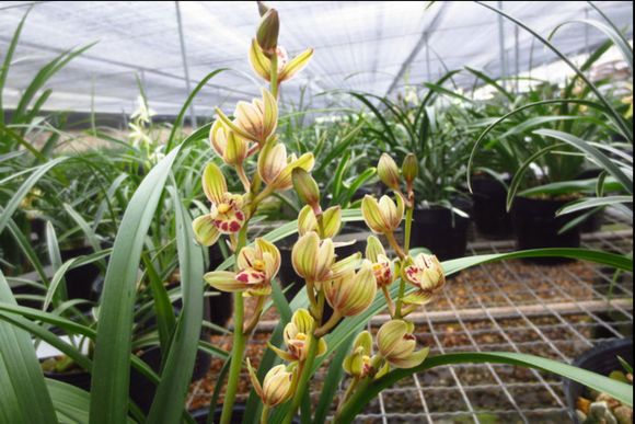 4种花超级好养,4种花超好养的