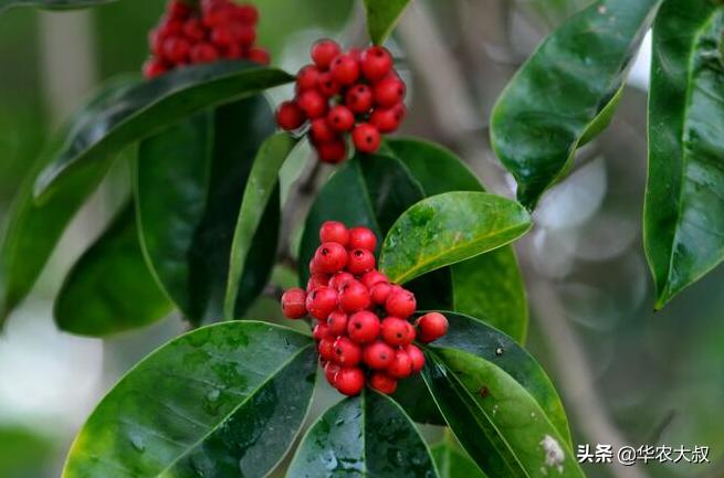 救必应树皮功效,救必应树属于国家保护植物吗