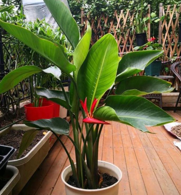 鹤望兰小盆栽怎么养,北方盆栽鹤望兰何时可以换盆