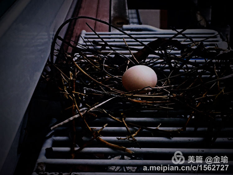 四只小鸟的故事视频,四只白鸟的故事